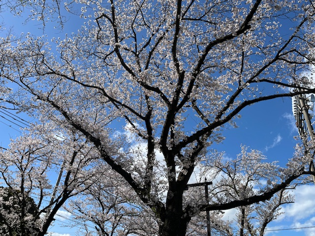 undefined - 2026-04-02T150343.671